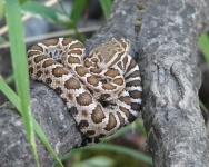 image of sidewinder