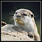 image of otter