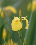 image of yellow_iris #8