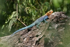 image of agama