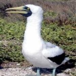 image of bird