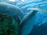 image of dugong