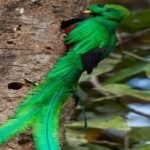 image of bird