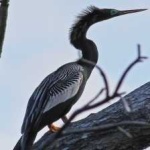 image of bird