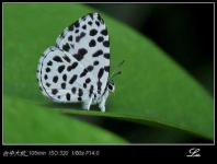 image of lycaenid