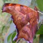 image of animal