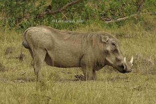 image of warthog