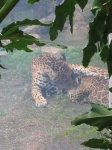 image of jaguar_car