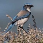 image of bird