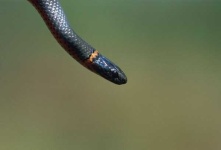 image of ringneck_snake #15