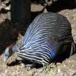 image of bird