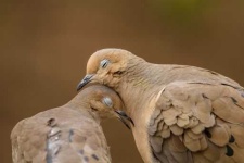 image of dove