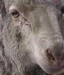 image of animal
