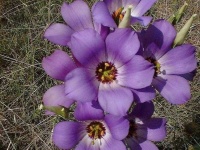 image of flower