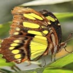 image of animal