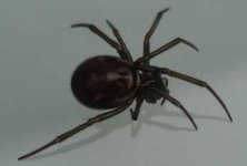 image of black_widow