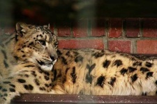 image of leopard