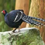 image of bird