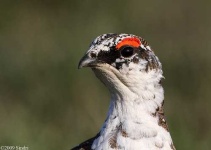 image of ptarmigan