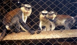 image of guenon