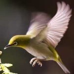 image of bird