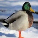 image of bird