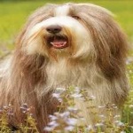 image of bearded_collie #18