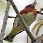 image of bird