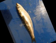 image of fish