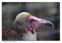 image of vulture
