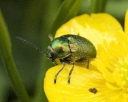 image of ground_beetle #16