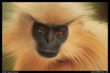 image of langur