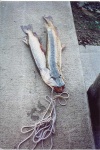 image of barracouta