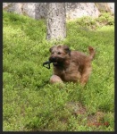 image of briard