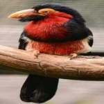 image of bird