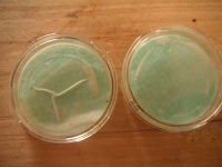 image of petri_dish