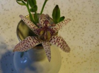 image of flower