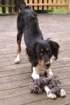 image of gordon_setter #19