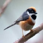 image of bird