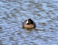 image of american_coot