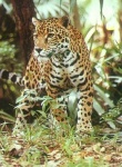 image of jaguar_car