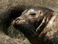 image of animal