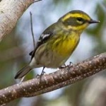 image of bird