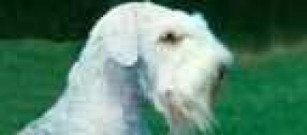 image of sealyham_terrier