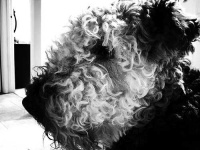 image of airedale