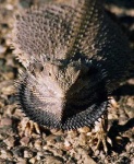 image of frilled_lizard