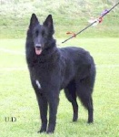 image of groenendael