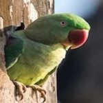 image of bird