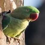 image of alexandrine_parakeet #15