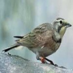 image of bird